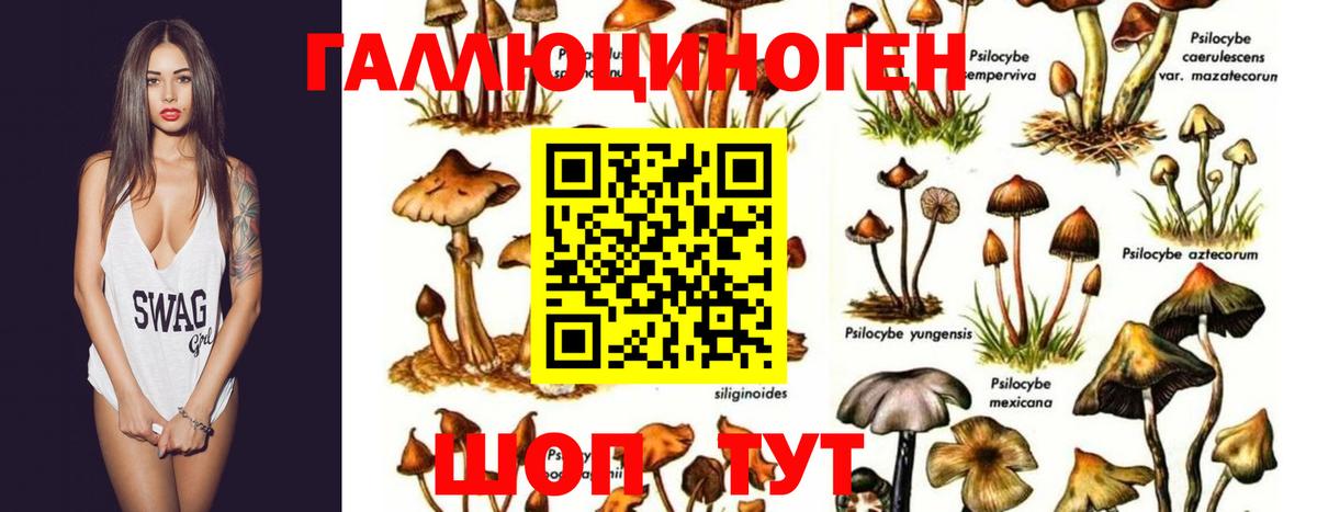 Зеленогорск  Псилоцибиновые грибы GOLDEN TEACHER  Вход с VPN 